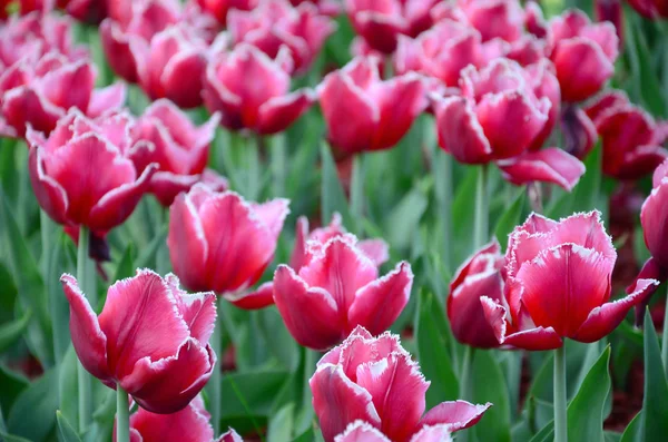 Imagen Hermosos Tulipanes Las Profundidades Poco Profundas Del Campo Campo — Foto de Stock