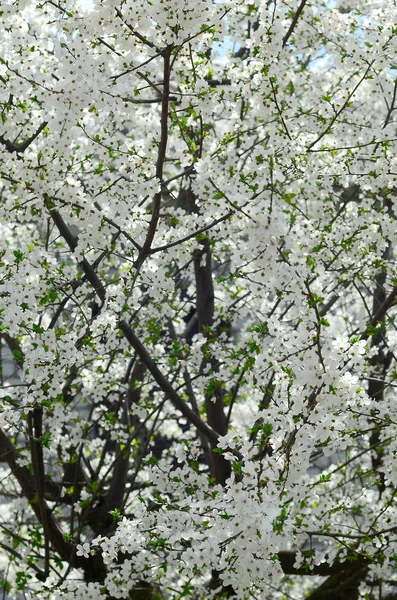 在花园里用白色的花朵关闭盛开的绿色苹果树 — 图库照片