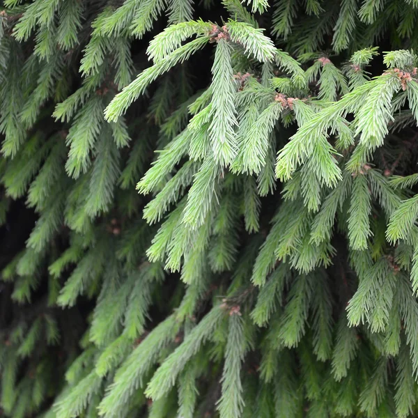 Nadýchané Zelené Fir Tree Brunch Zblízka Vánoční Tapety Koncept Kopie — Stock fotografie