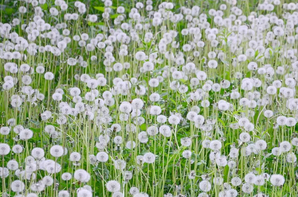 Dientes León Esponjosos Blancos Florecen Naturaleza Fondo Natural Muchas Flores — Foto de Stock