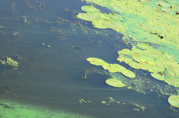 Поверхность старого болота, покрытого уткой и листьями лилии. Много маленьких зеленых листьев на фоне темной воды
