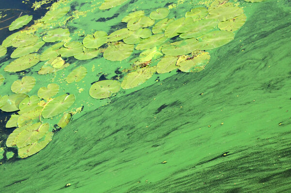 Поверхность старого болота, покрытого уткой и листьями лилии. Много маленьких зеленых листьев на фоне темной воды
