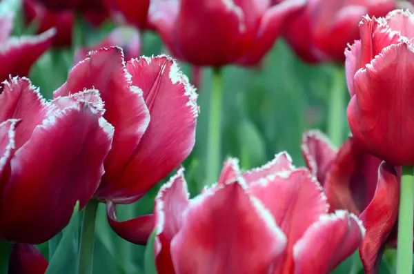 Imagen Hermosos Tulipanes Las Profundidades Poco Profundas Del Campo Campo — Foto de Stock