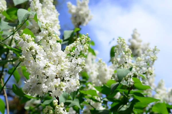 Branches Lilas Blanc Feuilles Vertes Arrière Plan Avec Belle Branche — Photo