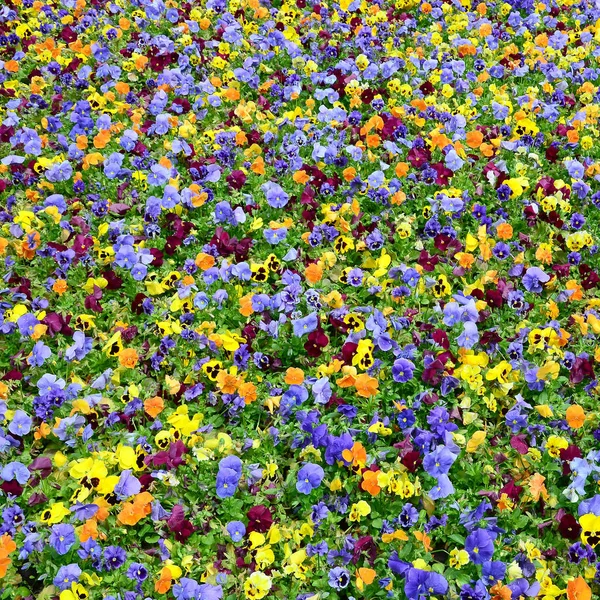 Multicolor Pansy Flowers Pansies Background Card Field Colorful Pansies White — Stock Photo, Image