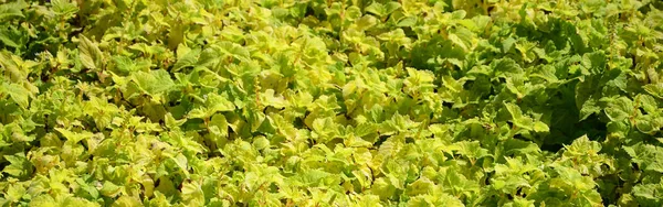 Fermer Coléus Jaune Coloré Plante Dans Jardin Vue Dessus Par — Photo