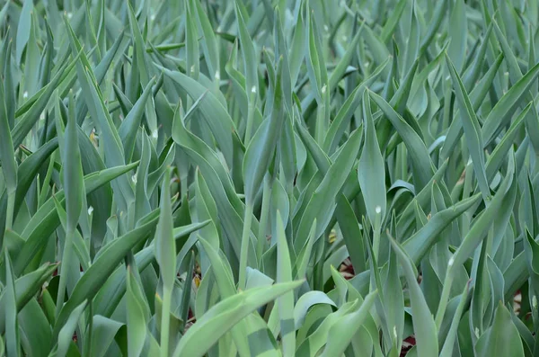 Lots Green Stems Red Tulips Grow Flowerbed Close — Stock Photo, Image