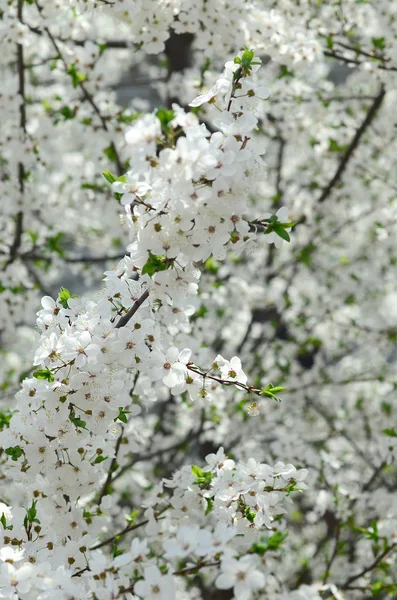 庭の白い花を開花の緑のりんごの木のクローズ アップ — ストック写真