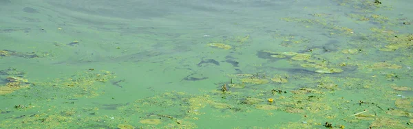 古い沼の表面が藻で覆われ ユリの葉します 暗い水の背景に多くの小さい緑の葉 — ストック写真
