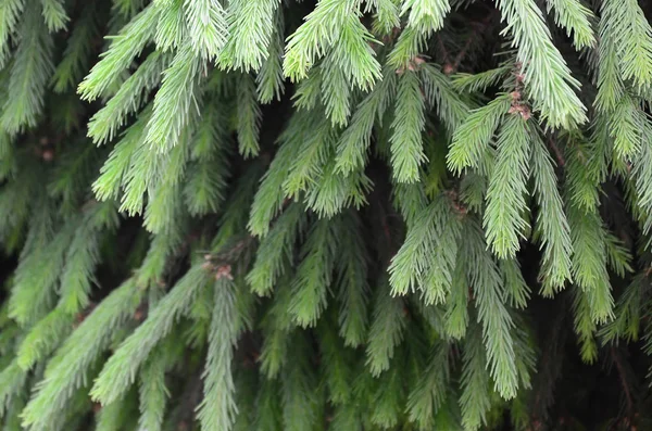 Fluffig Grön Fir Tree Brunch Nära Håll Jul Tapeter Koncept — Stockfoto