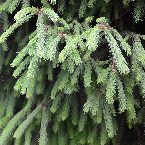 Kabarık Yeşil Çam Ağacı Brunch Yakın Çekim Noel Duvar Kağıdı — Stok fotoğraf