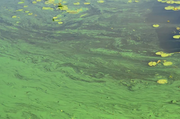 Поверхность Старого Болота Покрытого Уткой Листьями Лилии Много Маленьких Зеленых — стоковое фото