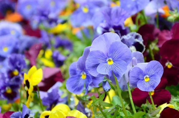 Fiori Multicolori Viole Del Pensiero Come Sfondo Carta Campo Margherite — Foto Stock