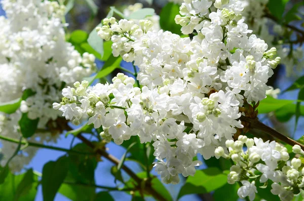Beyaz Lila Yeşil Yaprakları Dallarında Arka Plan Güzel Çiçek Leylak — Stok fotoğraf