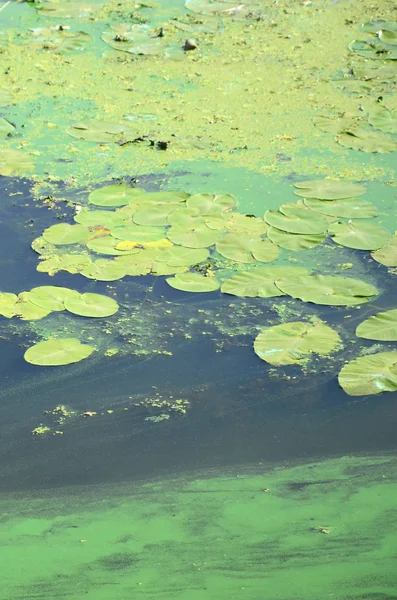 Surface Old Swamp Covered Duckweed Lily Leaves Many Small Green — Stock Photo, Image