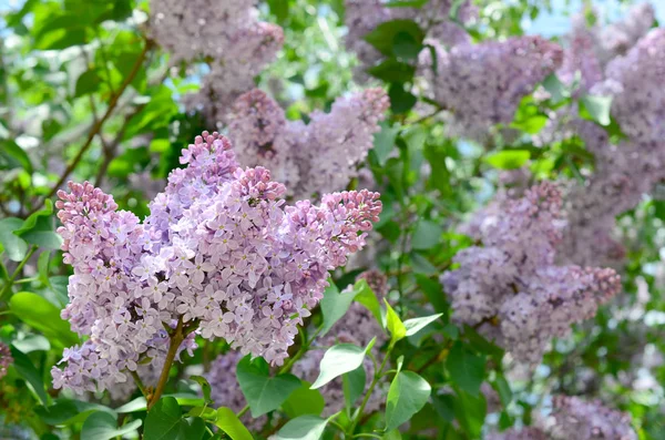 Branches Purple Lilac Green Leaves Background Beautiful Blooming Branch Lilac — Stock Photo, Image