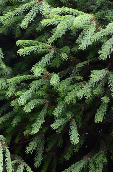 Fluffig Grön Fir Tree Brunch Nära Håll Jul Tapeter Koncept — Stockfoto