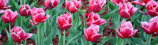 Imagen Hermosos Tulipanes Las Profundidades Poco Profundas Del Campo Campo — Foto de Stock