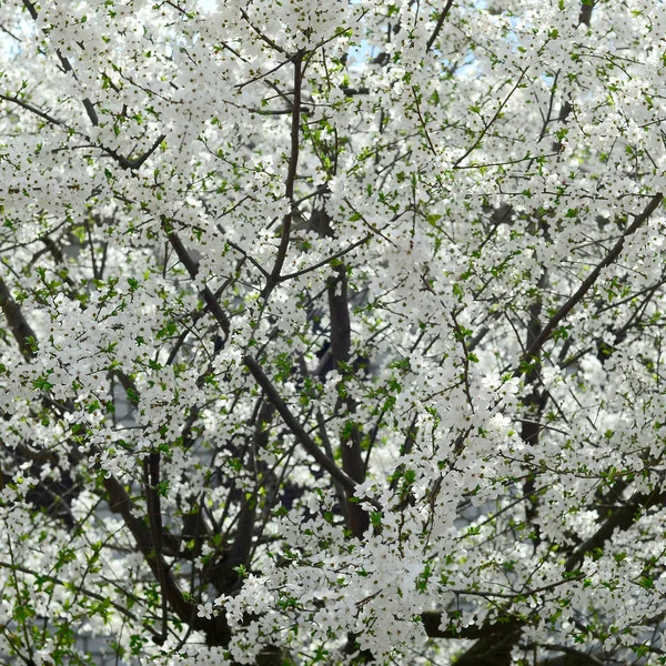 Close Blossoming Green Apple Tree White Flowers Garden — Stock Photo, Image