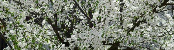 Gros Plan Pommier Vert Fleuri Avec Des Fleurs Blanches Dans — Photo