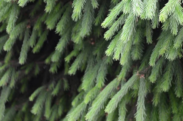 Fluffig Grön Fir Tree Brunch Nära Håll Jul Tapeter Koncept — Stockfoto