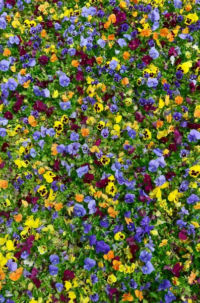 Mehrfarbige Stiefmütterchen Oder Stiefmütterchen Als Hintergrund Oder Karte Feld Von — Stockfoto