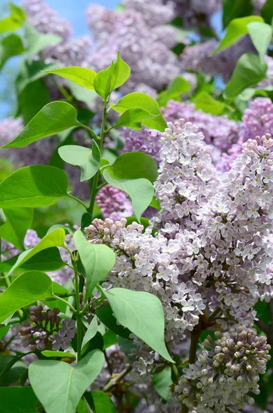 Гілки Фіолетового Бузкового Зеленого Листя Фон Красивою Квітучою Гілкою Бузку — стокове фото