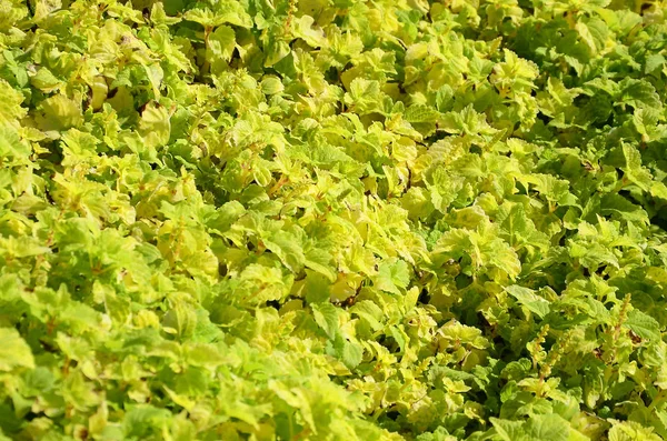 Bir Bahçe Tesisinde Renkli Sarı Coleus Kapatın Güneşli Günde Üstten — Stok fotoğraf