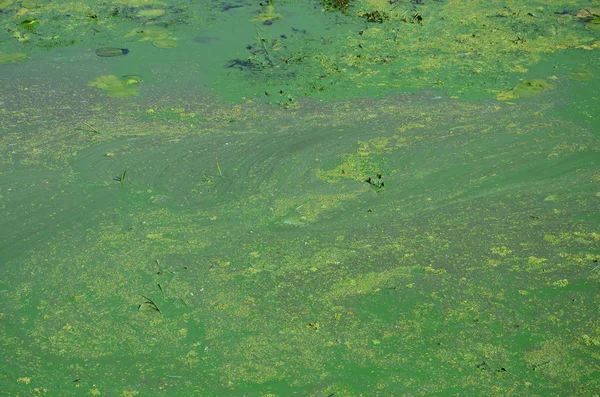Поверхность Старого Болота Покрытого Уткой Листьями Лилии Много Маленьких Зеленых — стоковое фото