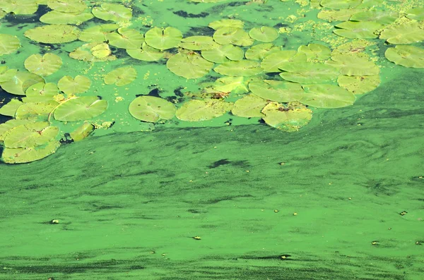 Povrch Staré Bažiny Pokryté Okřehku Lily Listy Mnoho Malých Zelených — Stock fotografie