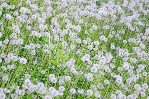 White Fluffy Dandelions Flower Nature Natural Background Many Flowers Green — Stock Photo, Image