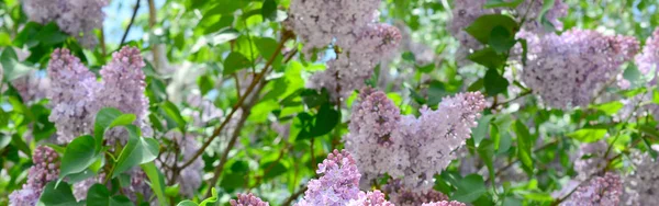 Ветви Фиолетовой Сирени Зеленых Листьев Фон Красивой Цветущей Лиловой Ветвью — стоковое фото