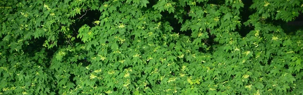 Çok Yeşil Çiçekli Akçaağaç Ağaç Kadar Iyi Görünümü Kapat — Stok fotoğraf