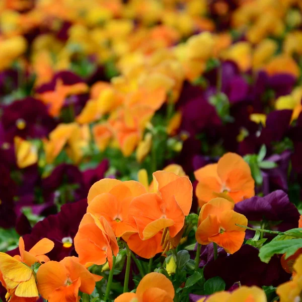 Flores Pensamientos Multicolores Como Fondo Tarjeta Campo Maricones Coloridos Con — Foto de Stock