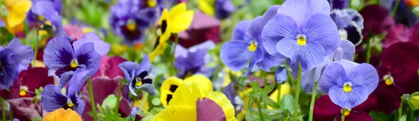 Multicolor Pansy Flowers Pansies Background Card Field Colorful Pansies White — Stock Photo, Image