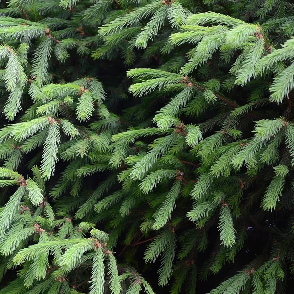 蓬松的绿色冷杉树早午餐关闭 圣诞壁纸概念与复制空间 选择性对焦 — 图库照片