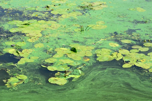 古い沼の表面が藻で覆われ ユリの葉します 暗い水の背景に多くの小さい緑の葉 — ストック写真