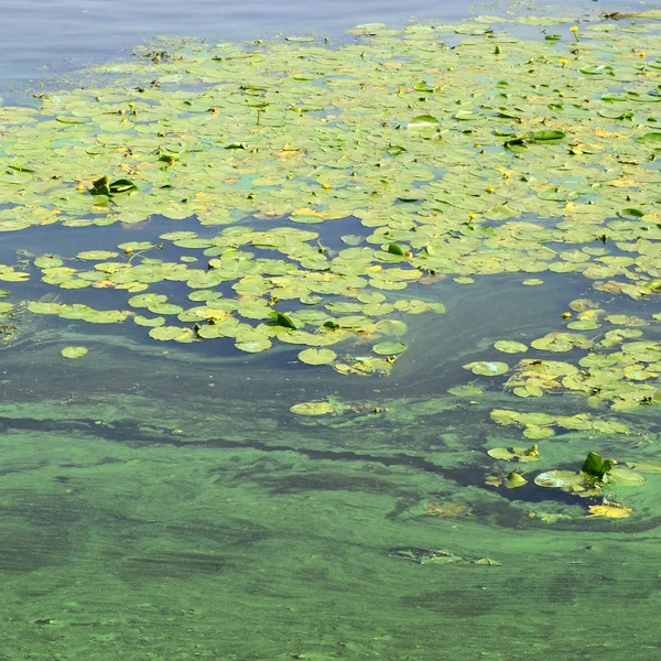 Povrch Staré Bažiny Pokryté Okřehku Lily Listy Mnoho Malých Zelených — Stock fotografie