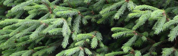 Fluffig Grön Fir Tree Brunch Nära Håll Jul Tapeter Koncept — Stockfoto