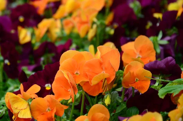 Flores Pensamientos Multicolores Como Fondo Tarjeta Campo Maricones Coloridos Con — Foto de Stock