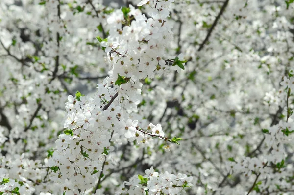 Zbliżenie Kwitnąca Drzewo Zielone Jabłuszko Białych Kwiatów Ogrodzie — Zdjęcie stockowe