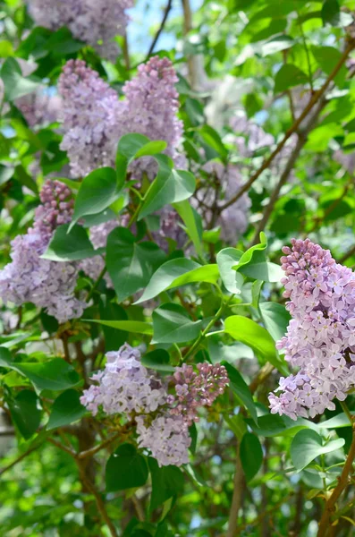 Ветви Фиолетовой Сирени Зеленых Листьев Фон Красивой Цветущей Лиловой Ветвью — стоковое фото