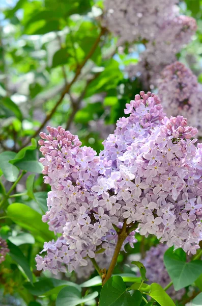 Branches Purple Lilac Green Leaves Background Beautiful Blooming Branch Lilac — Stock Photo, Image