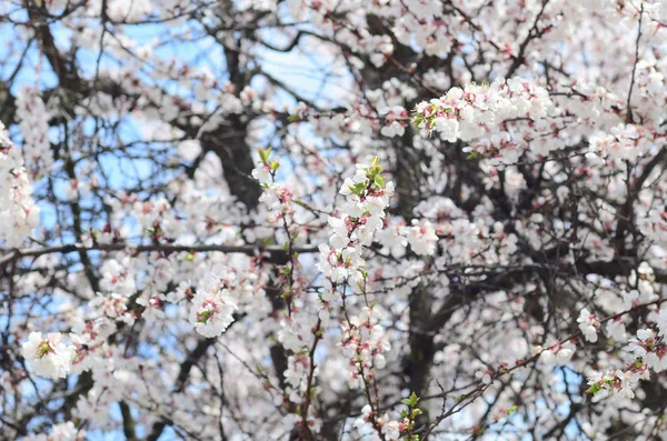 Różowe Kwiaty Drzewa Jabłko Białych Kwiatów Tle Niebieskiego Nieba Wiosnę — Zdjęcie stockowe