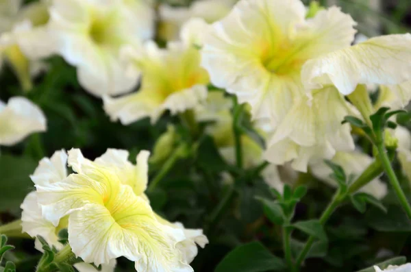 Belles Fleurs Pétunia Jaune Détail Floral Image Fond Concentration Sélective — Photo