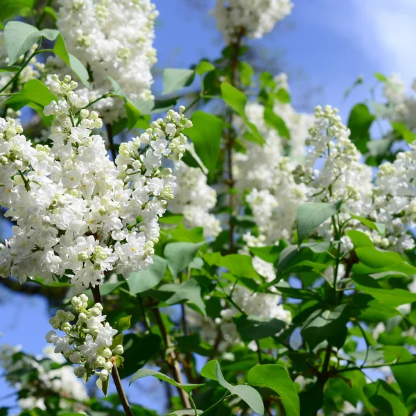 Takken Van Witte Lila Groene Bladeren Achtergrond Met Mooie Bloeiende — Stockfoto