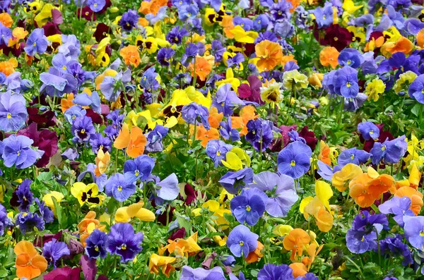 Flores Pensamientos Multicolores Como Fondo Tarjeta Campo Maricones Coloridos Con — Foto de Stock