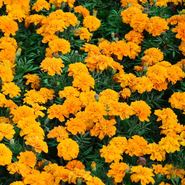 Gran Número Hermosas Caléndulas Amarillas Florecieron Parterre Aire Libre Vista — Foto de Stock