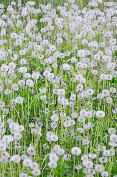 Branco Macio Dente Leão Flor Natureza Fundo Natural Muitas Flores — Fotografia de Stock