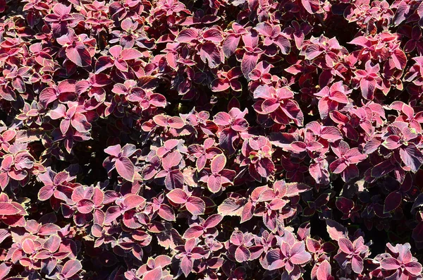 Geschilderde Brandnetel Decoratieve Bonte Bladeren Achtergrond Rood Geel Groen Bladeren — Stockfoto